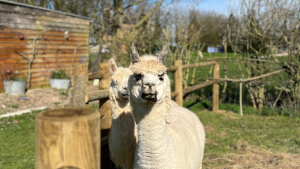 Lama ou alpaga : comment faire la différence entre ces deux animaux ?