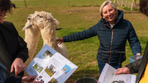 Balade avec des alpagas : une expérience insolite en Normandie