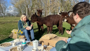 Pique-nique insolite avec des alpagas en Normandie