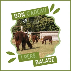 Bon cadeau pour une balade (1 pers.)