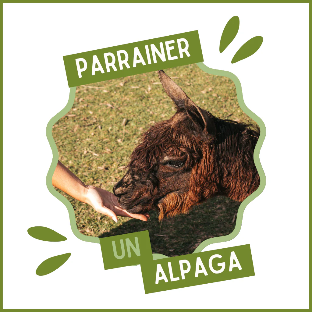 Parrainer un alpaga